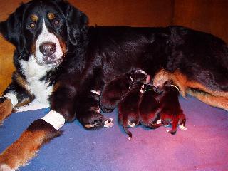 Vick et ses bébés